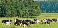 Bomen: het stille goud van de melkveehouderij