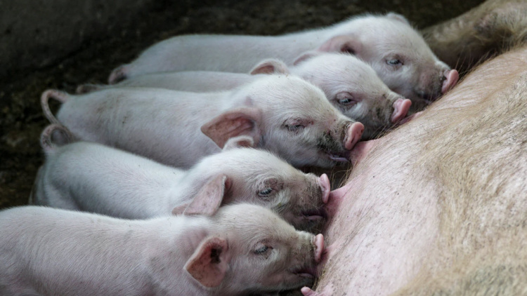 Subsidieregeling sanering varkenshouderijen: waarmee dient de stoppende varkenshouder rekening te houden.