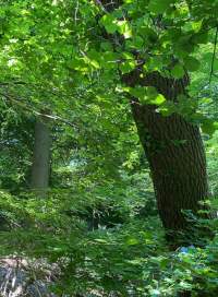 Groene oase  nabij natuurgebied Het Geuldal.