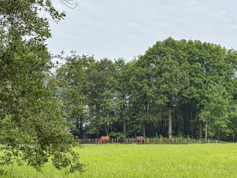 Bosperceel en landbouwperceel voor een voedselbos in Nederweert